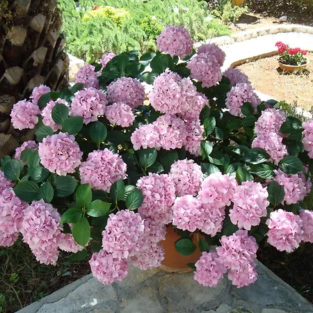 Diva Punta Skala Apartament *