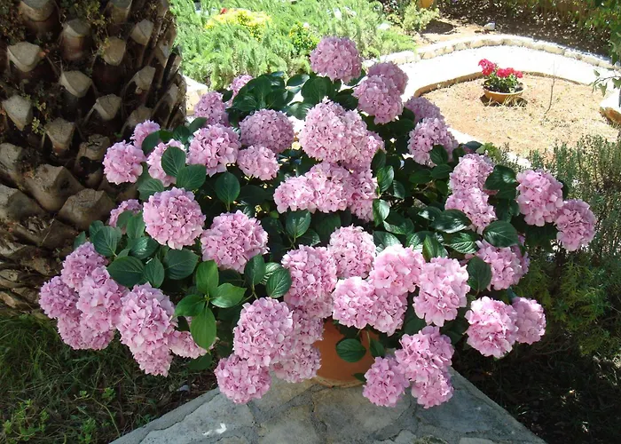 Diva Punta Skala Apartmán *